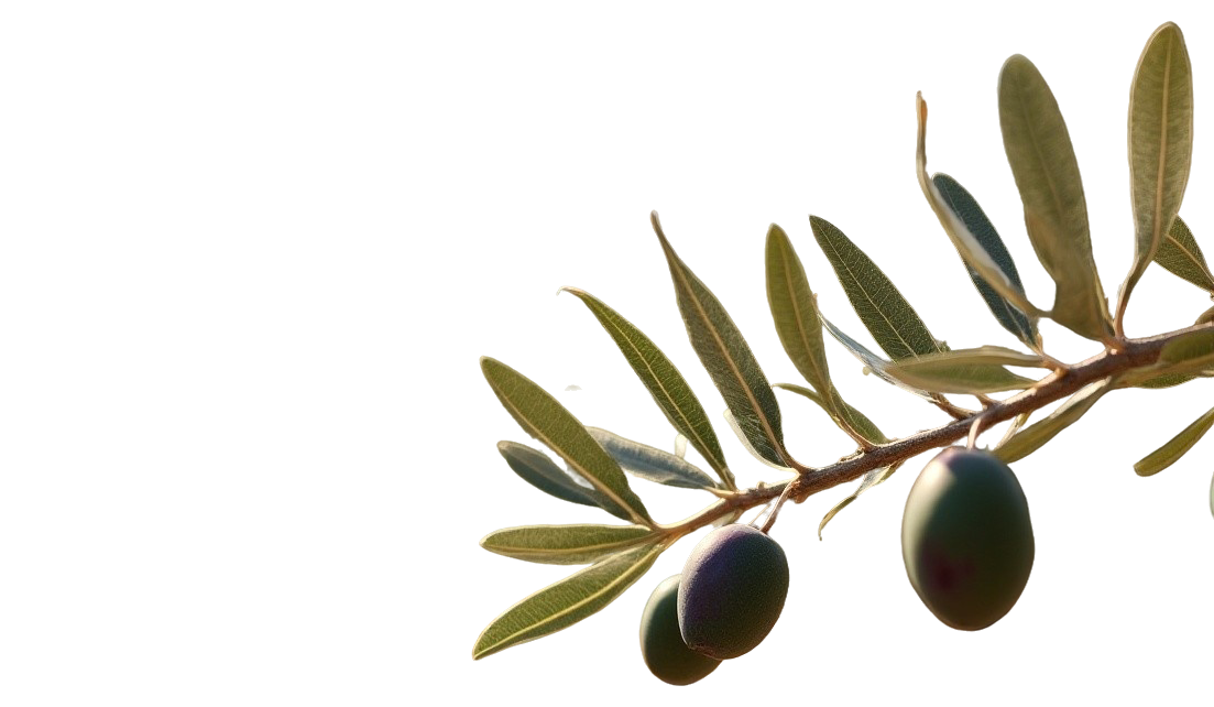 Rama de olivo con aceitunas sobre fondo transparente