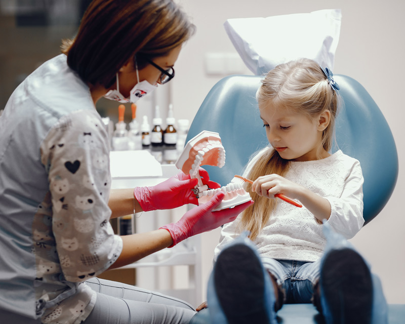 Niña con dentista limpiando una maqueta de unos dientes.
